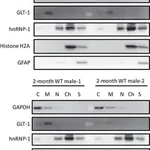Merck Anti-GAPDH Antibody