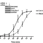 Merck Anti-Rac1 Antibody, clone 23A8