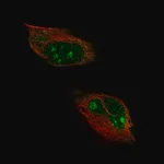 Merck Anti-HPF1 antibody produced in rabbit