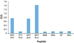 Merck Anti-Neuropeptide Y (NPY) antibody produced in rabbit