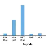 Merck Anti-Neuropeptide Y (NPY) antibody produced in rabbit