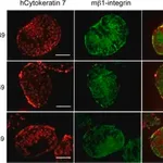 Merck Anti-Integrin β1 Antibody, clone MB1.2