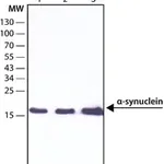 Merck Anti-α-Synuclein antibody, Mouse monoclonal