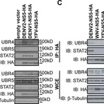Merck Anti-β-Tubulin antibody, Mouse monoclonal