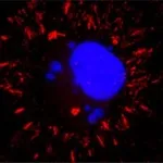 Merck Anti-VSV Glycoprotein antibody, Mouse monoclonal