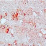 Merck Anti-Nitrotyrosine antibody produced in rabbit