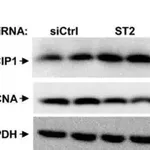 Merck Monoclonal Anti-Proliferating Cell Nuclear Antigen antibody produced in mouse