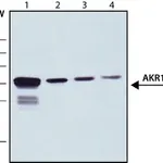 Merck Anti-AKR1C3 antibody, Mouse monoclonal