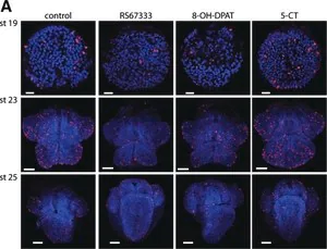 Merck Monoclonal Anti-phospho-Histone H3 (pSer28) antibody produced in rat