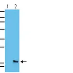 Merck Anti-phospho-H2A.X (Ser139) Antibody