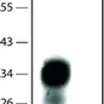 Merck Anti-Prion Protein antibody, Mouse monoclonal