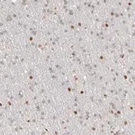 Merck Anti-NFIB antibody produced in rabbit