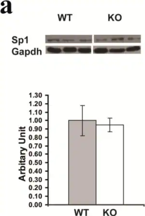 Merck Anti-Sp1 Antibody