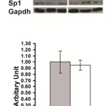 Merck Anti-Sp1 Antibody