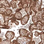 Merck Anti-TAX1BP1 antibody produced in rabbit