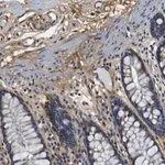 Merck Anti-COL1A1 antibody produced in rabbit