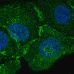 Merck Anti-MBP antibody produced in rabbit