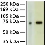 Merck Anti-MeCP2 antibody, Mouse monoclonal