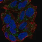Merck Anti-GPAM antibody produced in rabbit