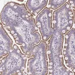 Merck Anti-VPS4B antibody produced in rabbit
