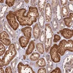 Merck Anti-DNAJB9 antibody produced in rabbit