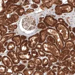 Merck Anti-MICU1 antibody produced in rabbit
