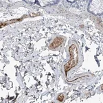 Merck Anti-PDGFC antibody produced in rabbit
