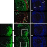 Merck Anti-Ki-67 Antibody, clone Ki-S5