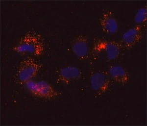 Merck Anti-DDX6 antibody, Mouse monoclonal