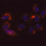 Merck Anti-DDX6 antibody, Mouse monoclonal