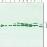 Merck Anti-MAP Kinase (ERK-1, ERK-2) antibody produced in rabbit