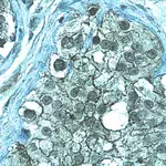 Merck Anti-ZO-1 Antibody