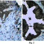 Merck Anti-Claudin-5 Antibody