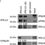 Merck Anti-IFNLR1 antibody produced in rabbit