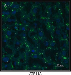Merck Anti-ATP11A antibody produced in rabbit