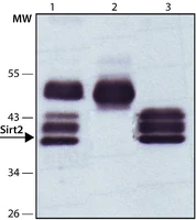 Merck Anti-Sirt2 antibody produced in rabbit