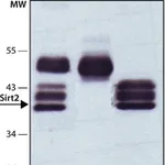 Merck Anti-Sirt2 antibody produced in rabbit