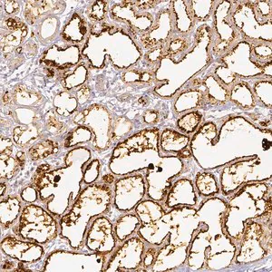 Merck Anti-PLIN2 antibody produced in rabbit