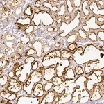 Merck Anti-PLIN2 antibody produced in rabbit