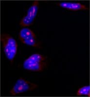 Merck Anti-B23 antibody, Mouse monoclonal