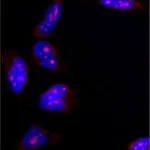 Merck Anti-B23 antibody, Mouse monoclonal