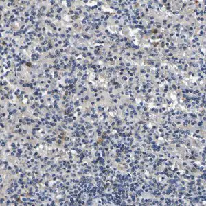 Merck Anti-NLRP3 antibody produced in rabbit