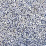 Merck Anti-NLRP3 antibody produced in rabbit