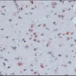 Merck Anti-β-Amyloid antibody, Mouse monoclonal