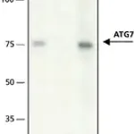 Merck Anti-ATG7 antibody produced in rabbit