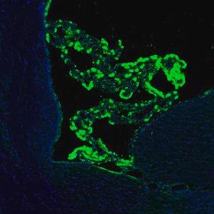 Merck Anti-SSR3 antibody produced in rabbit