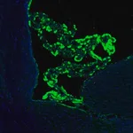 Merck Anti-SSR3 antibody produced in rabbit