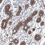 Merck Anti-OSBP antibody produced in rabbit