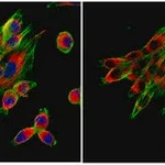 Merck Anti-Calnexin Antibody
