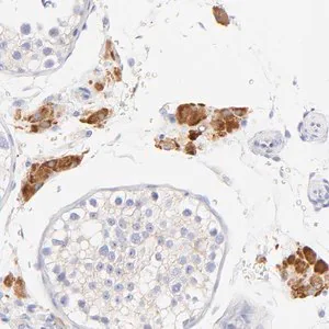 Merck Anti-EBP antibody produced in rabbit